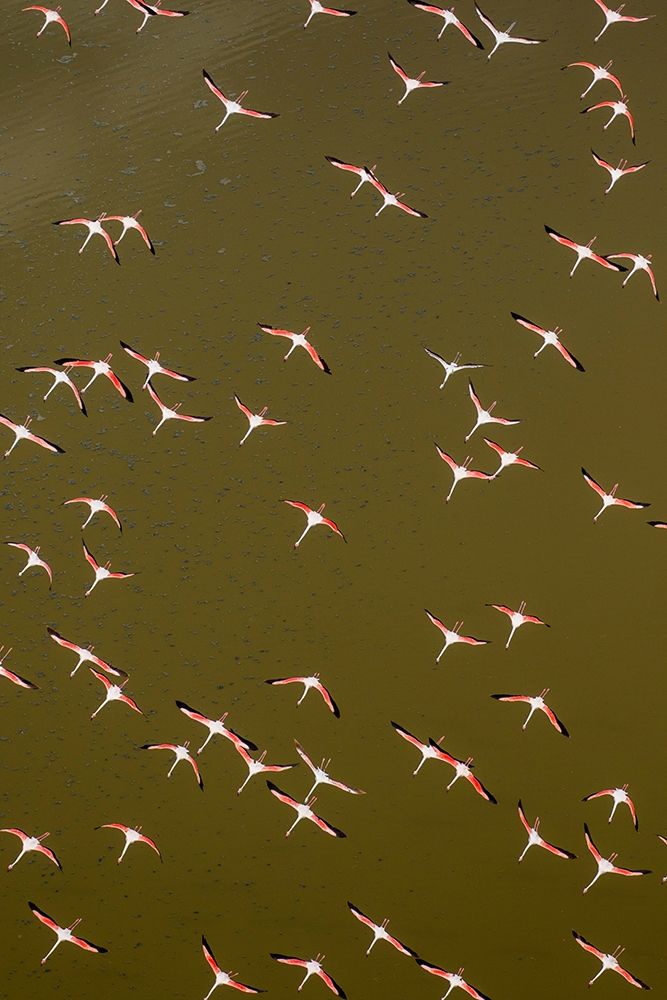 Africa-Kenya-Magadi-Aerial view of Lesser Flamingos flying along shore of Lake Magadi art print by Paul Souders for $57.95 CAD